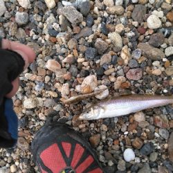 やはりキスが釣りたい