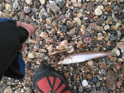 やはりキスが釣りたい