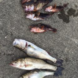 ウキのアタリ多数 色んな魚種が、、