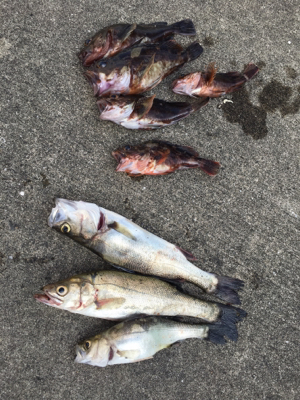 ウキのアタリ多数 色んな魚種が、、