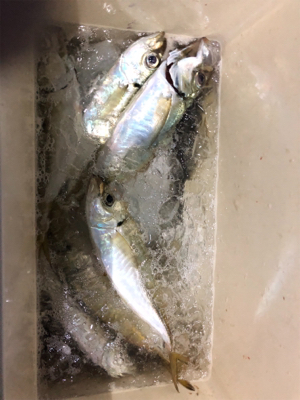 和歌山の友人と