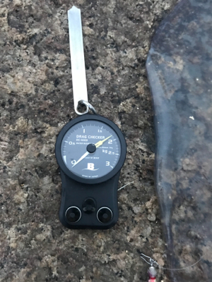 アオリイカ 1.８kg