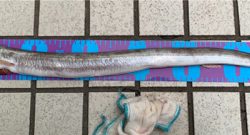 こんなの初めて(//∇//)