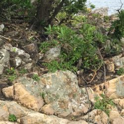 夏イカ！と言いたいところだが。。(°▽°)