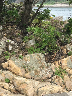 夏イカ！と言いたいところだが。。(°▽°)