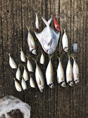 友ヶ島沖の大アジ五目