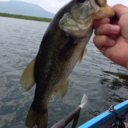 梅雨入り前の桜池