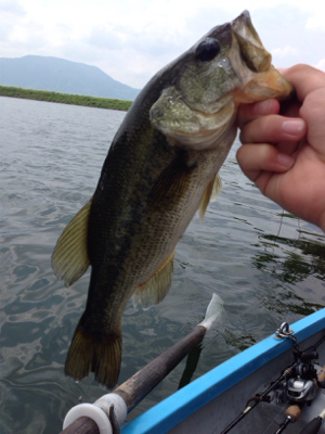 梅雨入り前の桜池