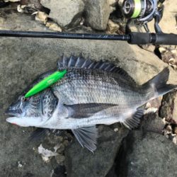 トップチヌ デイアジ