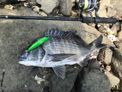 トップチヌ デイアジ