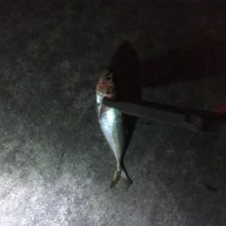 短時間アジング