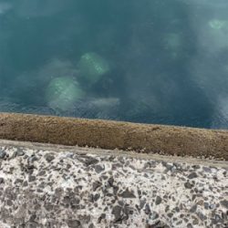 はっ！こ、コブダイッ！