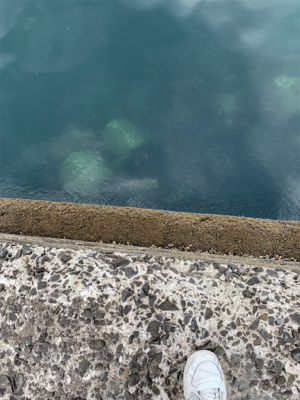 はっ！こ、コブダイッ！