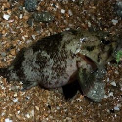 フロートロックフィッシュゲーム