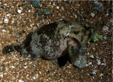 フロートロックフィッシュゲーム