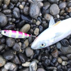 七里御浜ショアジギング