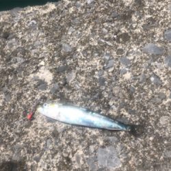 道南津軽海峡  イワシング (ワームゲーム)