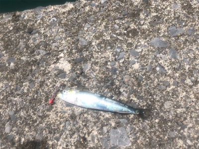 道南津軽海峡  イワシング (ワームゲーム)