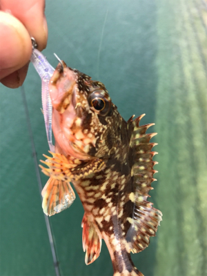 初笠岡諸島ライトロック