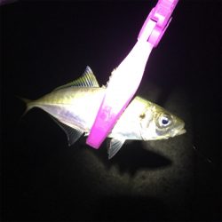 大阪湾奥アジング 中アジ回遊