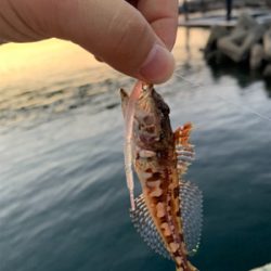 久しぶりに田尻アジング