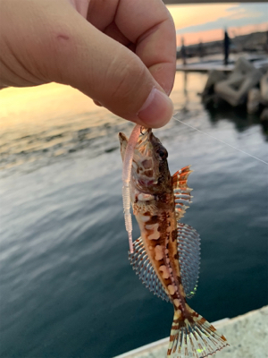 久しぶりに田尻アジング