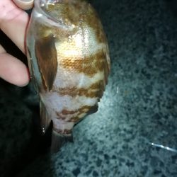 ナイトアジング