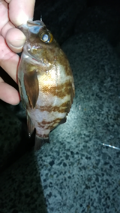 ナイトアジング