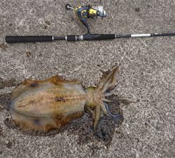 マゴチとアオリイカ