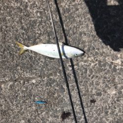 ライトショアジギング