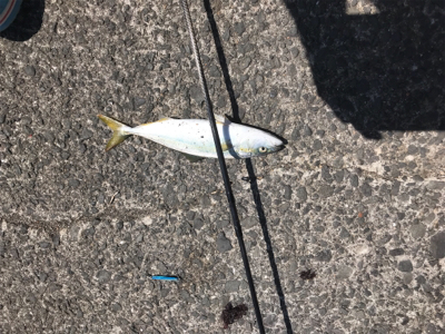 ライトショアジギング