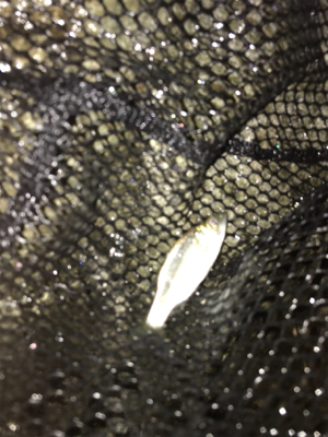 河口ライトゲーム