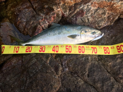 ショアジギング