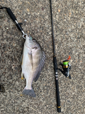 久々のええサイズ