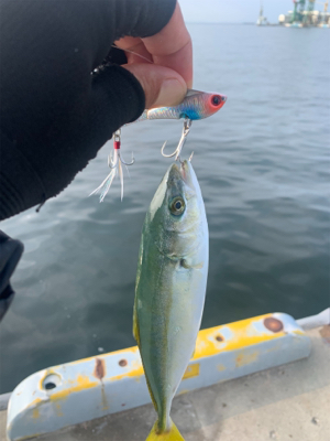 相変わらずな渋ツバス