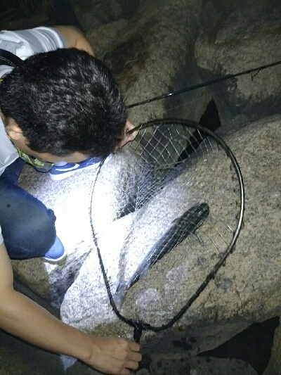 年無しチヌきた！