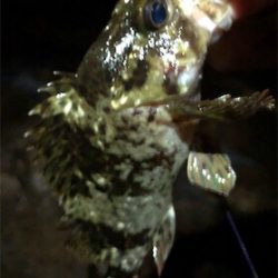 やっぱフロートリグ