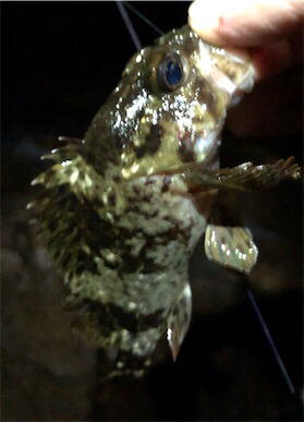 やっぱフロートリグ