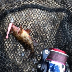 癒しのガシリング(^^)