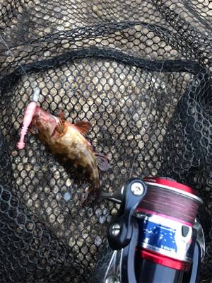 癒しのガシリング(^^)