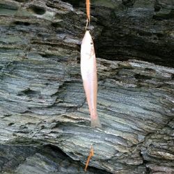 ジグでツバス、ワームでキジハタ、キス