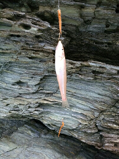 ジグでツバス、ワームでキジハタ、キス