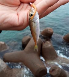 ウルトラライトショアジギング