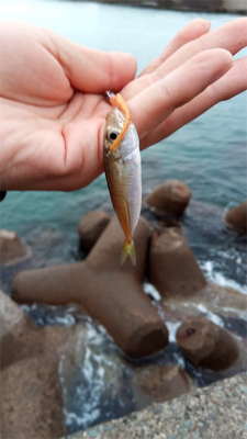 ウルトラライトショアジギング