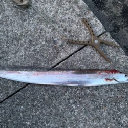 ジグサビキでサゴシ