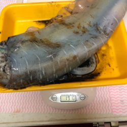 デカイカ捕獲