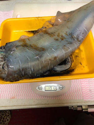 デカイカ捕獲
