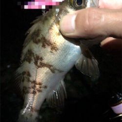 梅雨入り?メバリング。