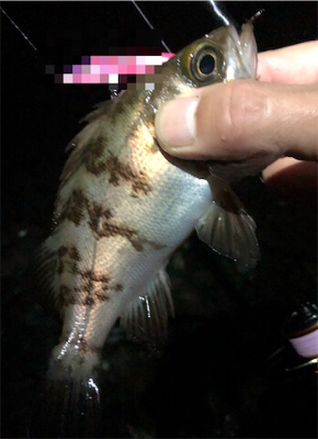 梅雨入り?メバリング。