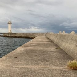 渋くなったタチウオ